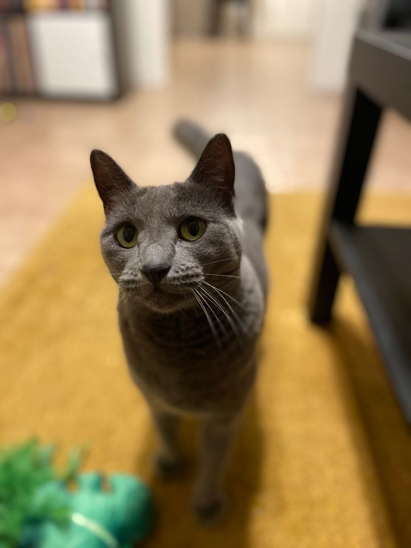 Enlarge Anastasia Nabokov, a Adoptable Domestic Short Hair in Los Angeles, CA image 3/12