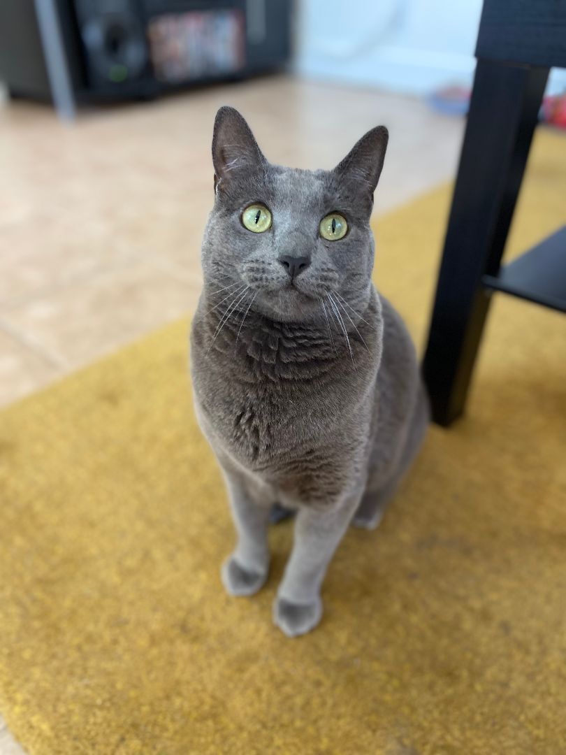 Enlarge Anastasia Nabokov, a Adoptable Domestic Short Hair in Los Angeles, CA image 4/12