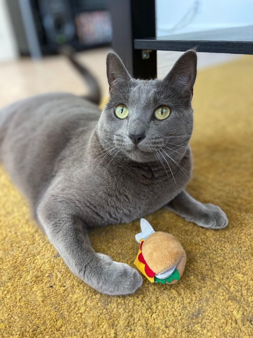 Enlarge Anastasia Nabokov, a Adoptable Domestic Short Hair in Los Angeles, CA image 5/12