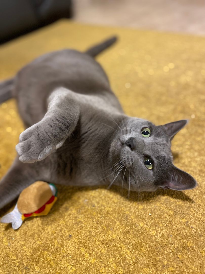 Enlarge Anastasia Nabokov, a Adoptable Domestic Short Hair in Los Angeles, CA image 6/12