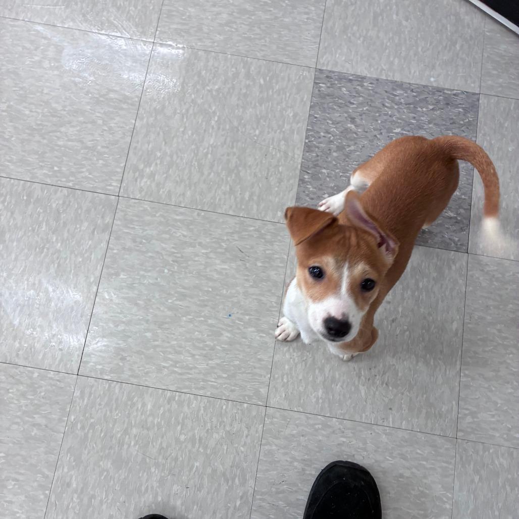 Mars, Adoptable, Puppy Male Shiba Inu.