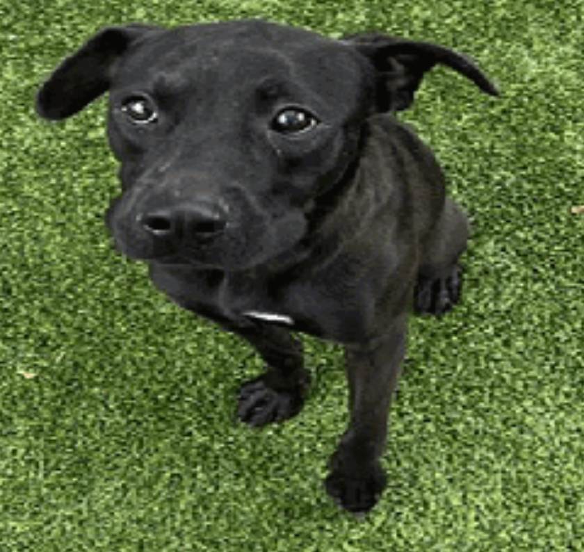 Shadow, Adoptable, Young Male Labrador Retriever & Chow Chow.