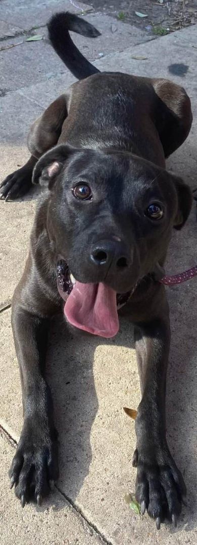 Enlarge Shadow, a Adoptable mixed breed in Houston, TX image 2/7