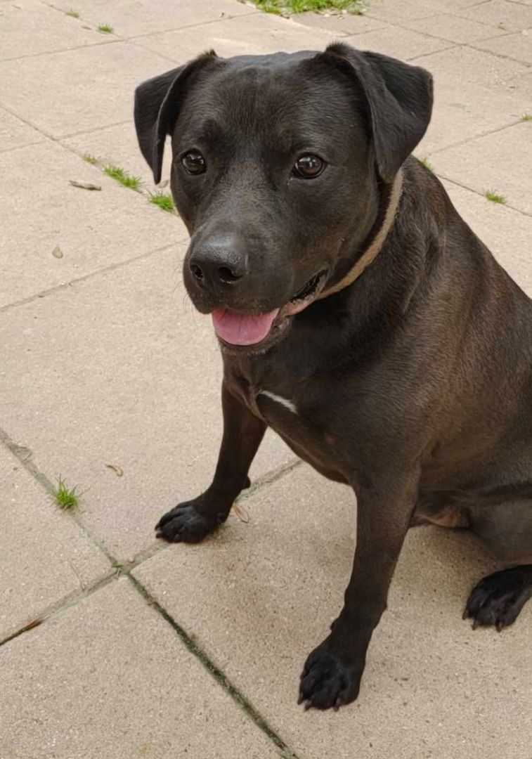 Enlarge Shadow, a Adoptable mixed breed in Houston, TX image 3/7