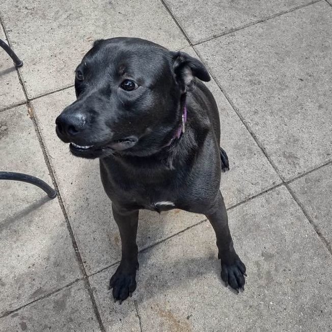 Enlarge Shadow, a Adoptable mixed breed in Houston, TX image 5/7