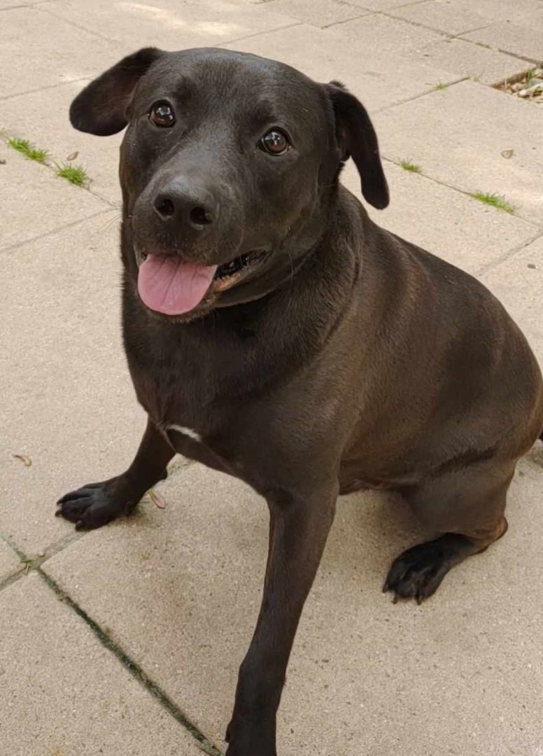 Enlarge Shadow, a Adoptable mixed breed in Houston, TX image 6/7