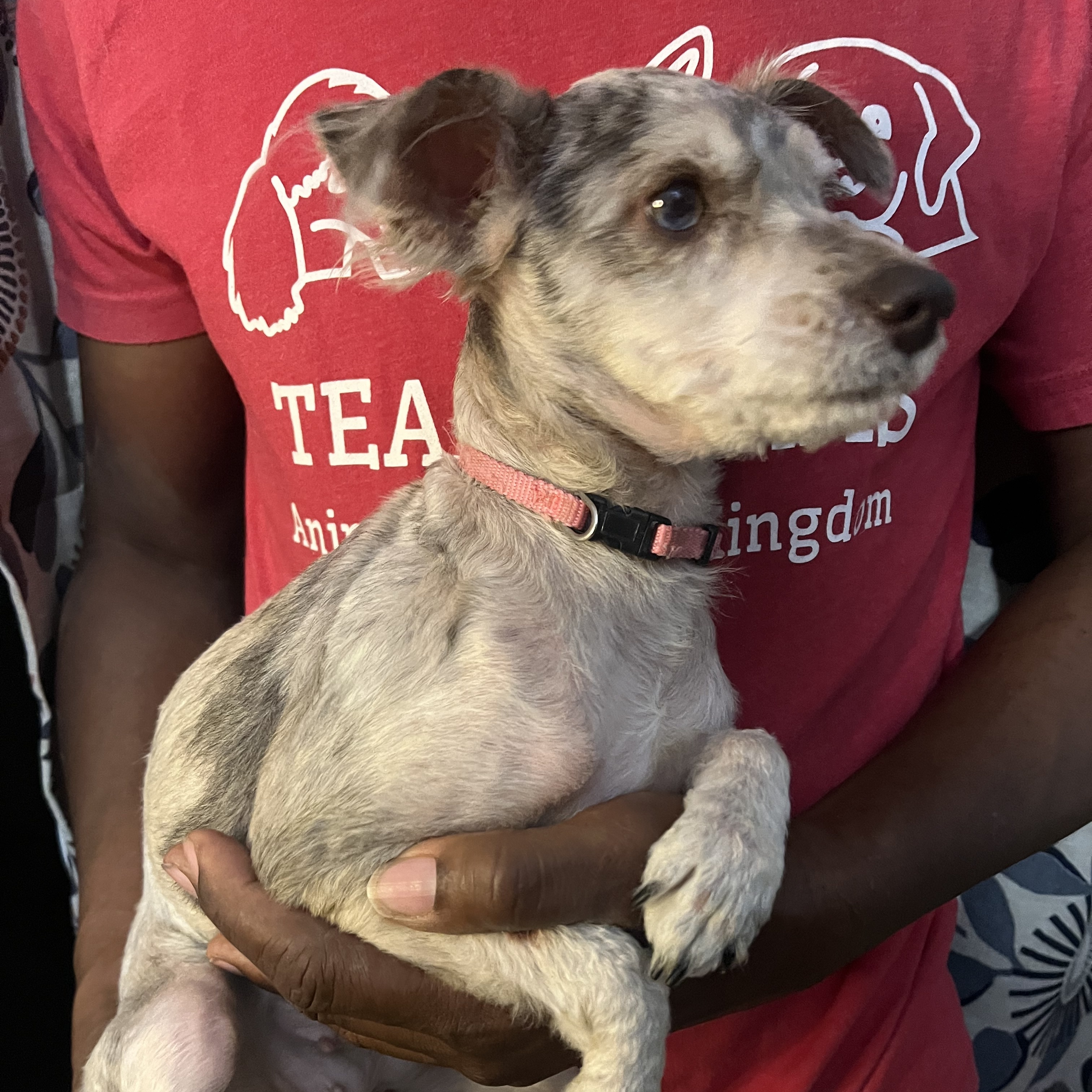 Dog for adoption Skye Local Nov 13, a Schnauzer Mix in North