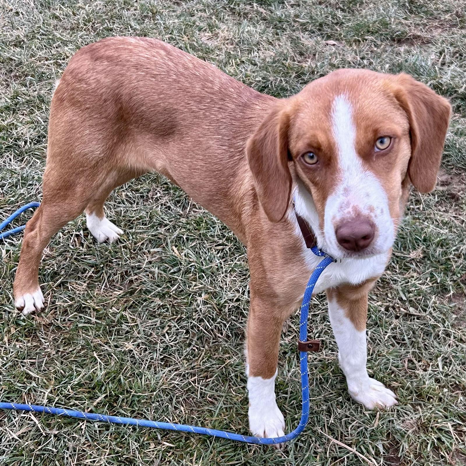 Enlarge Fudge, a Adoptable mixed breed in Norwood, OH image 2/3