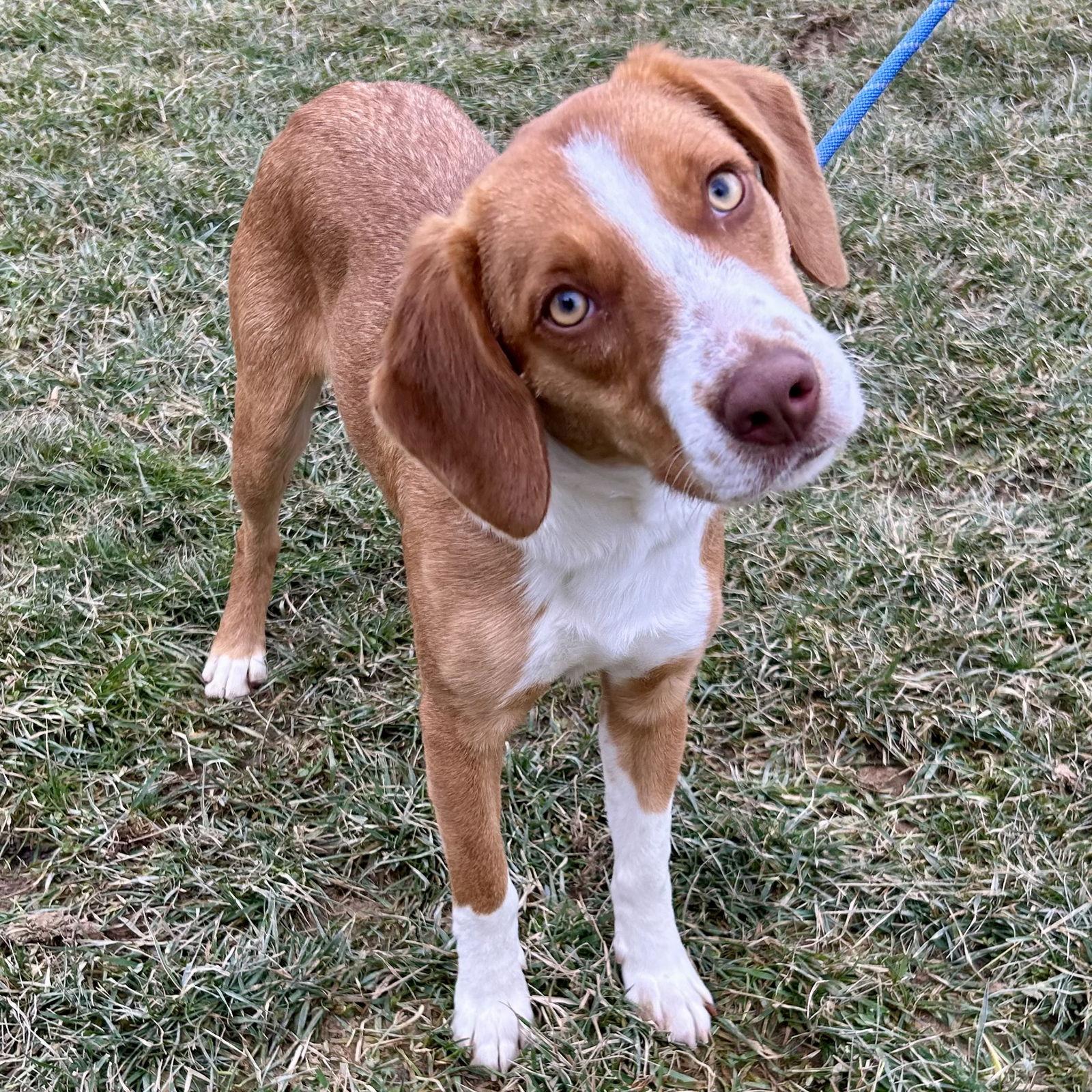 Enlarge Fudge, a Adoptable mixed breed in Norwood, OH image 1/3