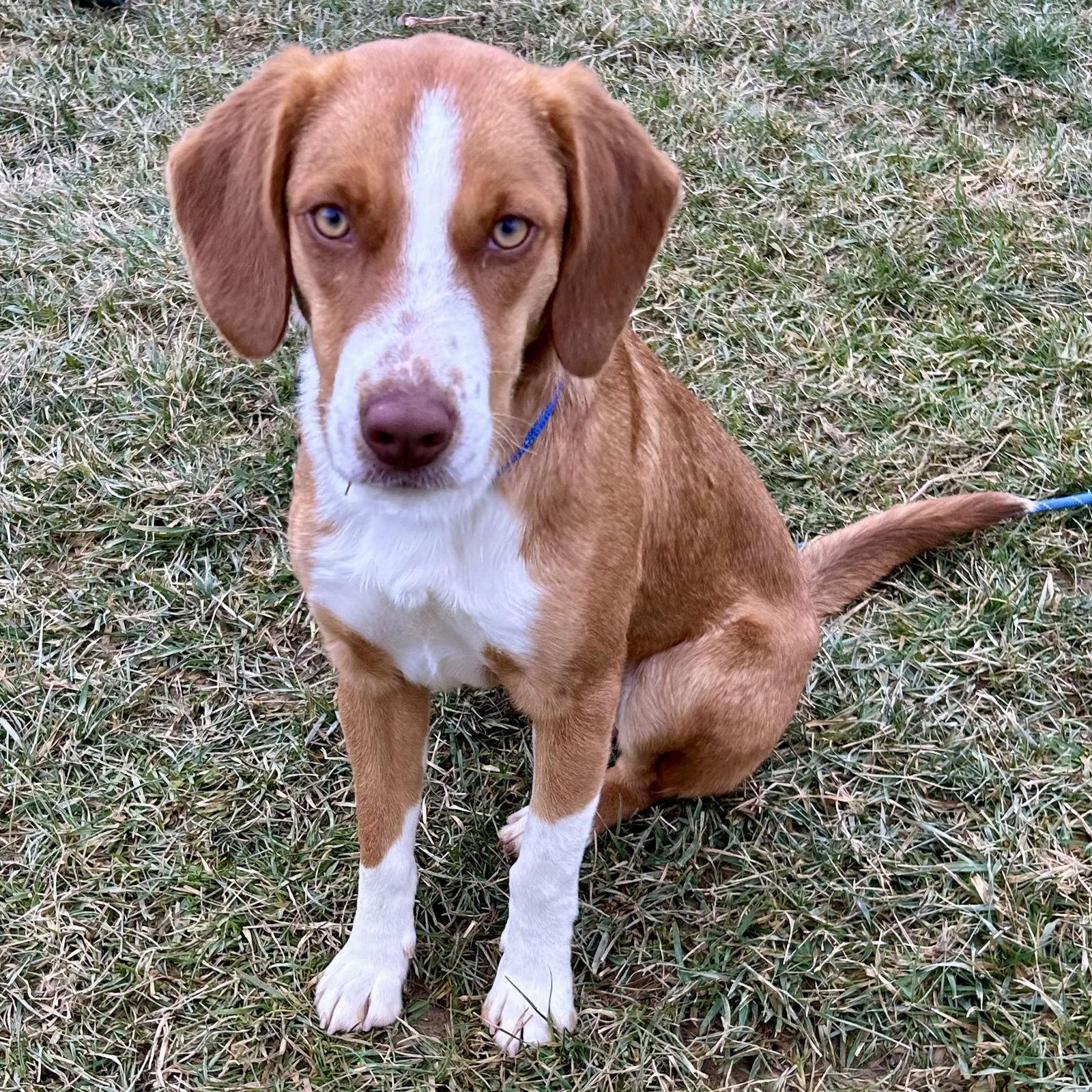 Enlarge Fudge, a Adoptable mixed breed in Norwood, OH image 3/3