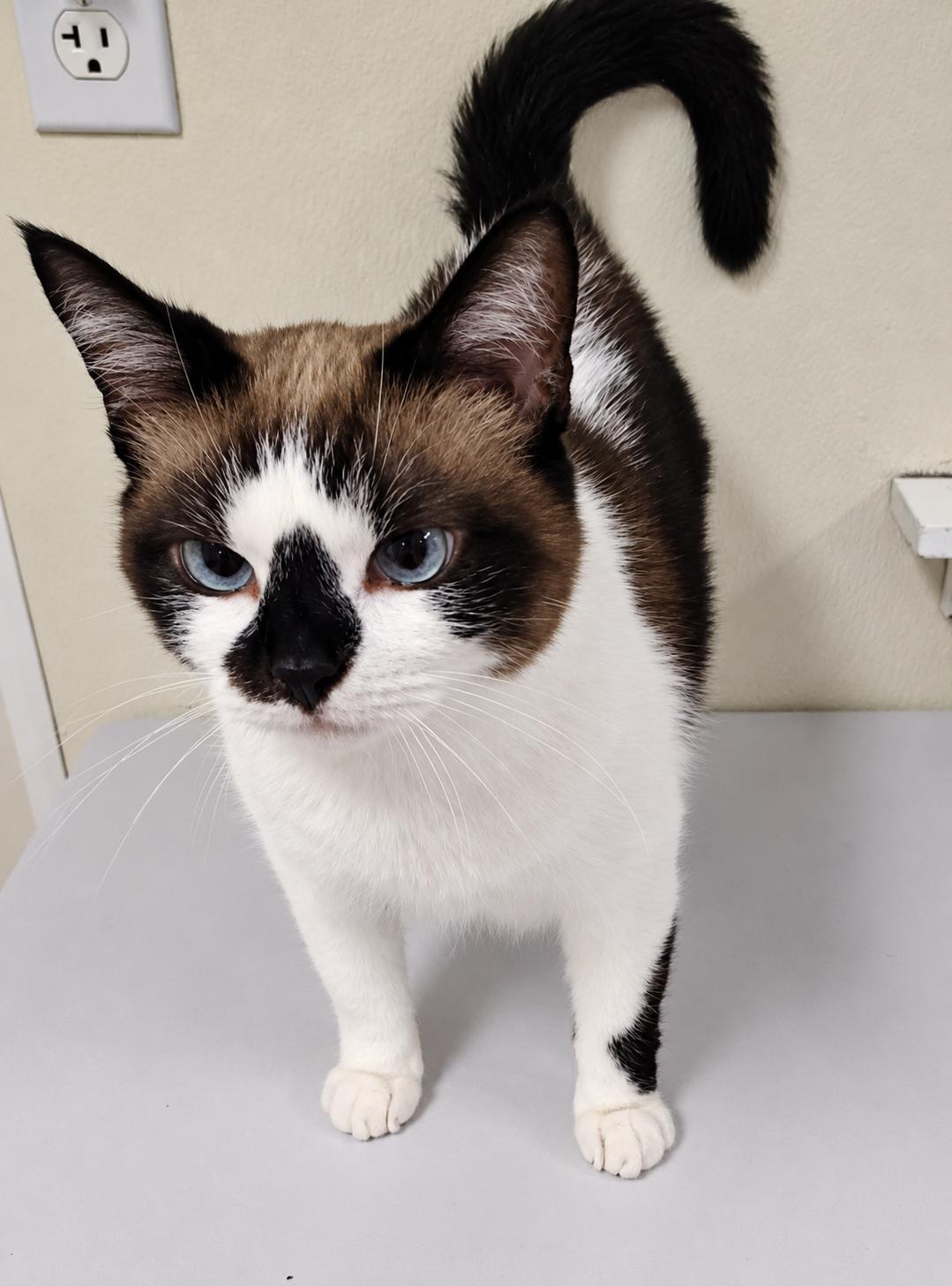 Chili, Adoptable, Young Male Domestic Short Hair & Siamese.