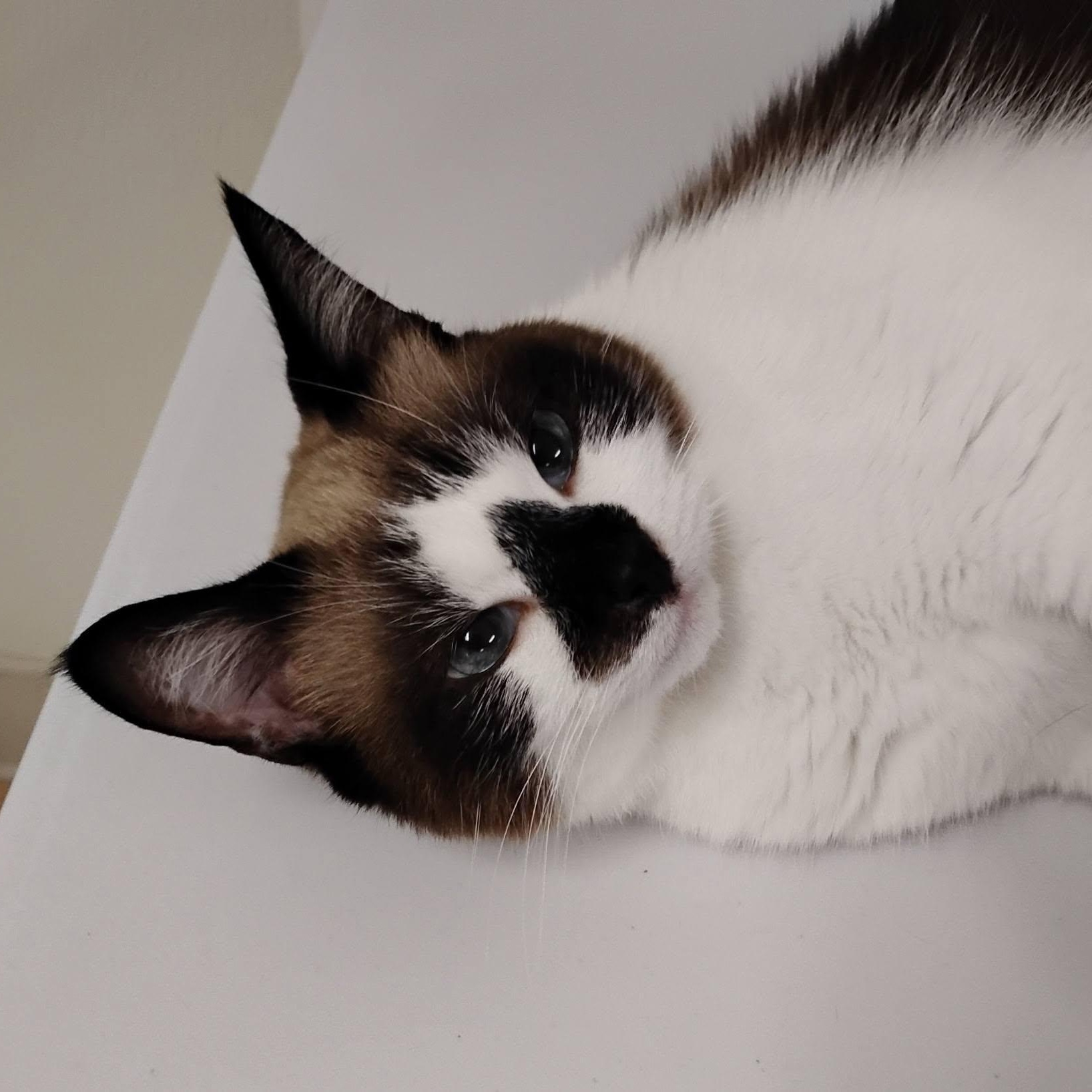 Chili photo