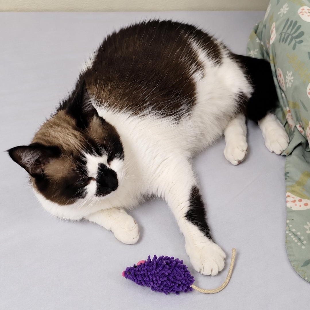 Enlarge Chili, a Adoptable mixed breed in Dillsburg, PA image 2/4