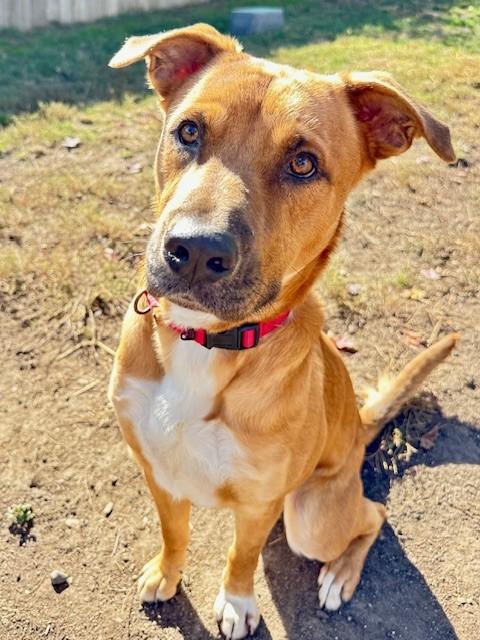 Enlarge Acorn, an adopted mixed breed in Phoenix, OR image 4/6