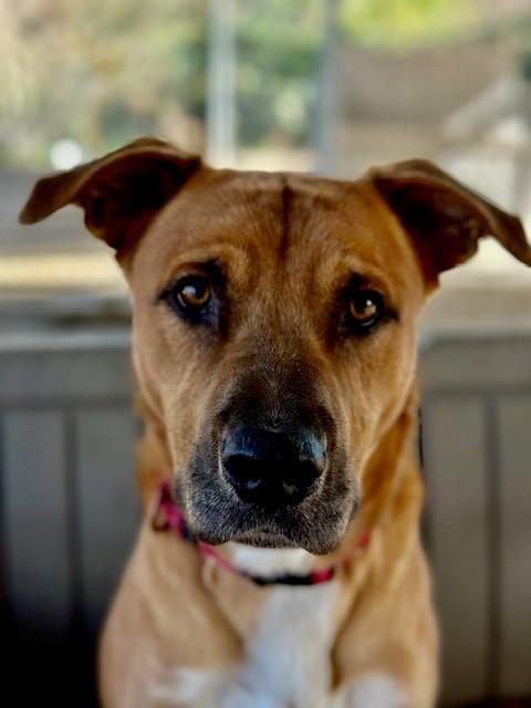 Enlarge Acorn, an adopted mixed breed in Phoenix, OR image 2/6