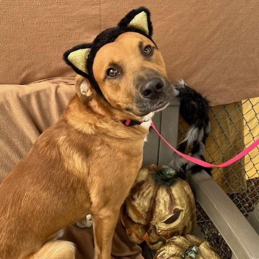 Enlarge Acorn, an adopted mixed breed in Phoenix, OR image 3/6