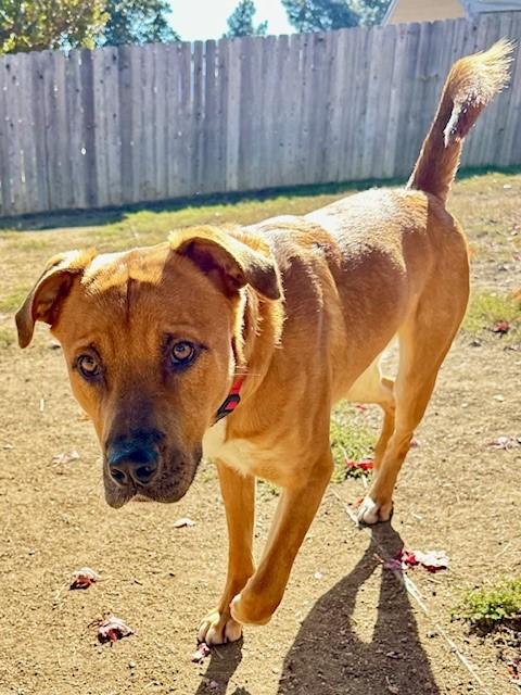 Enlarge Acorn, an adopted mixed breed in Phoenix, OR image 1/6