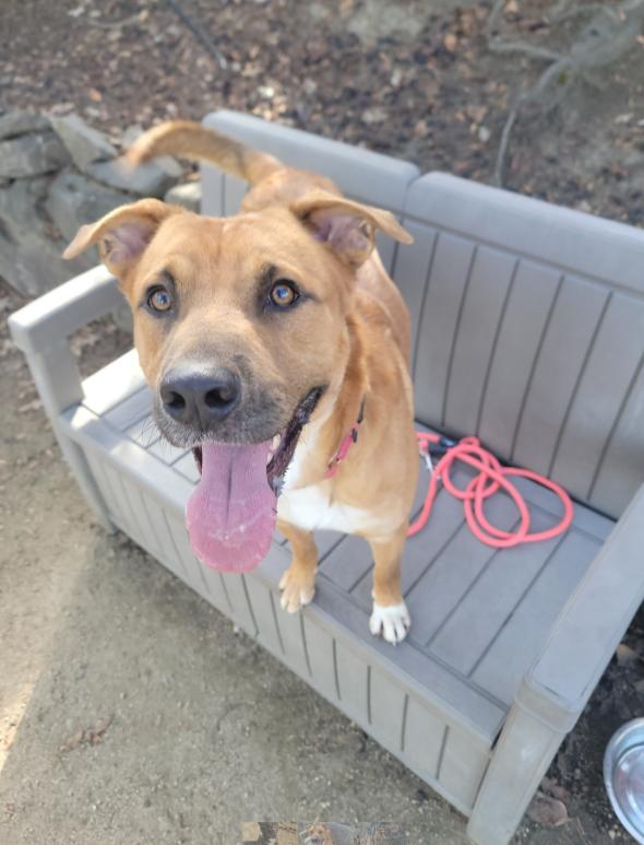Enlarge Acorn, an adopted mixed breed in Phoenix, OR image 5/6