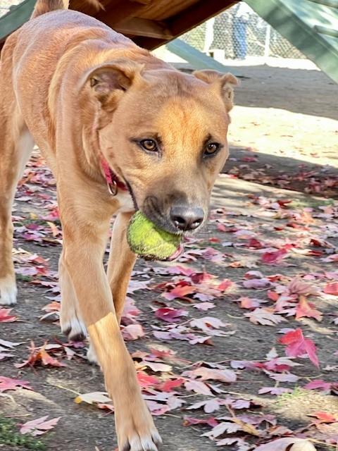 Enlarge Acorn, an adopted mixed breed in Phoenix, OR image 6/6