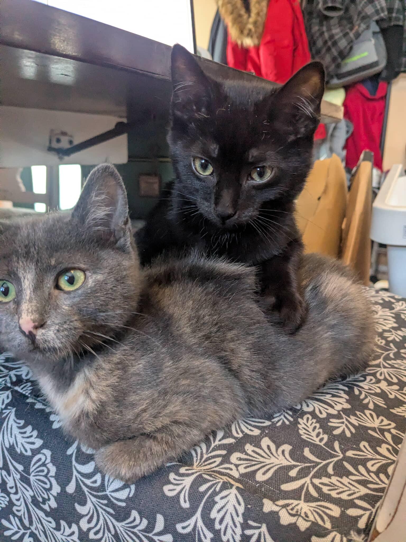 London, a ADOPTABLE Domestic Short Hair in East Lansing, MI image 1/3