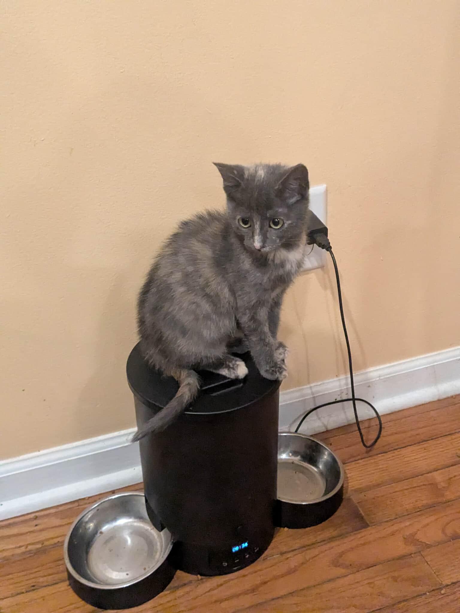 London, a ADOPTABLE Domestic Short Hair in East Lansing, MI image 2/3