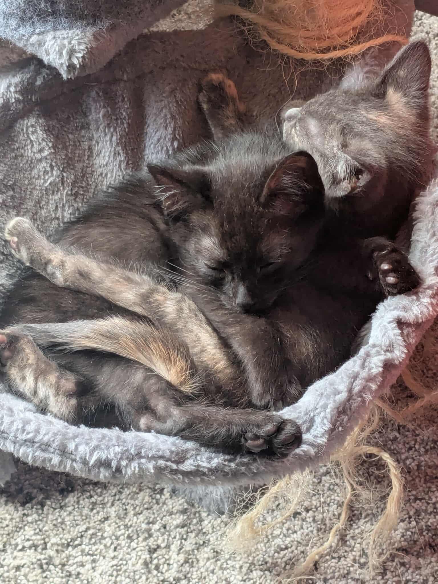 London, a ADOPTABLE Domestic Short Hair in East Lansing, MI image 3/3