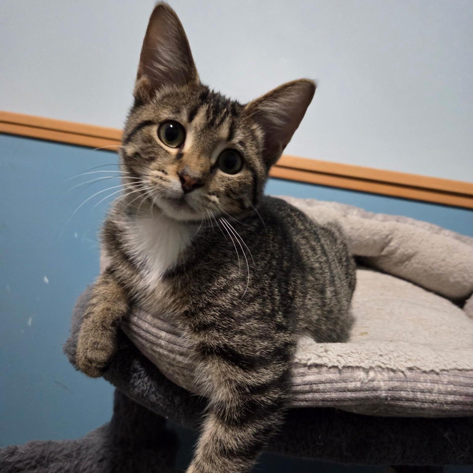 Enlarge Sebastian and Olivia, a ADOPTABLE Tabby in Saint Francis, MN image 3/5