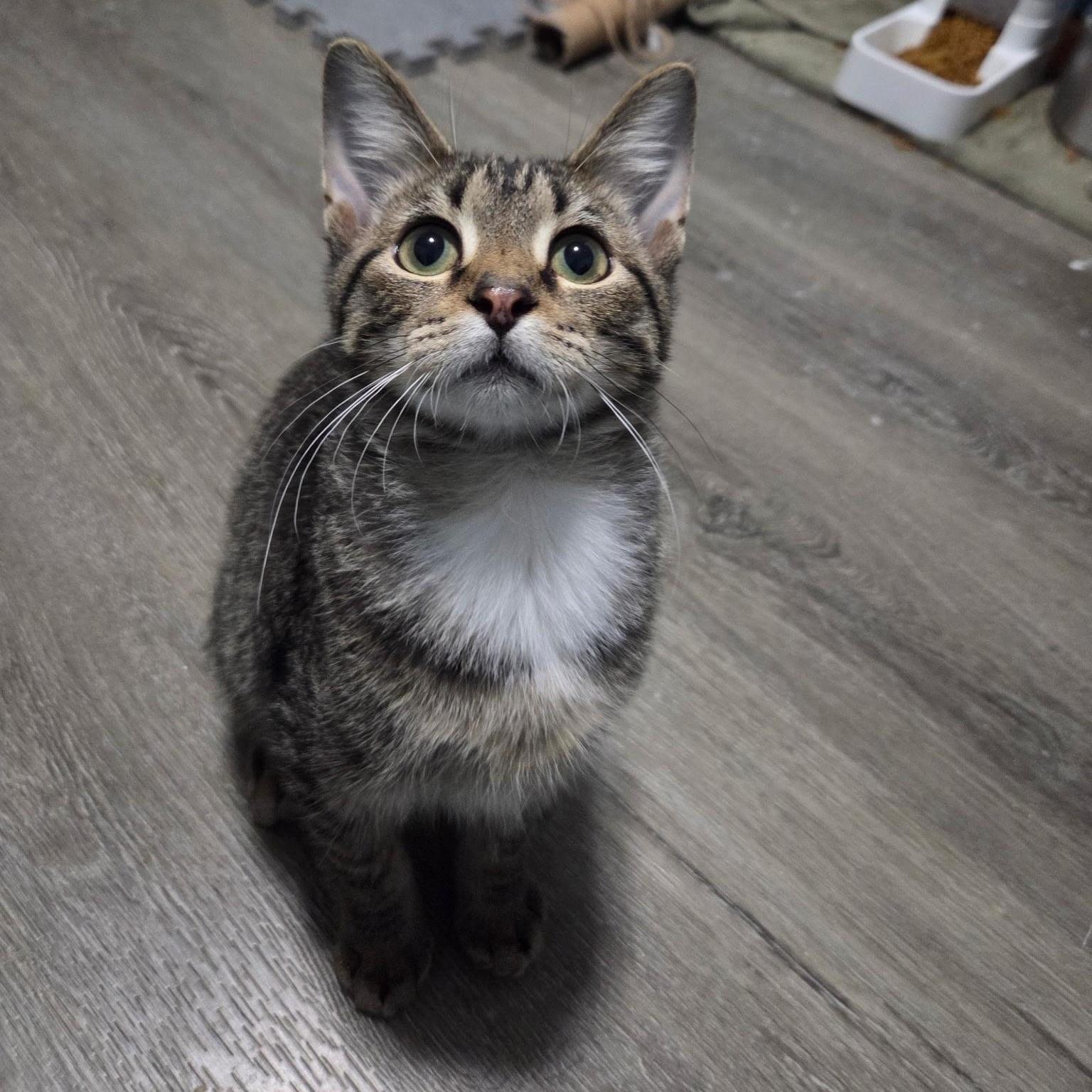 Enlarge Sebastian and Olivia, a ADOPTABLE Tabby in Saint Francis, MN image 5/5