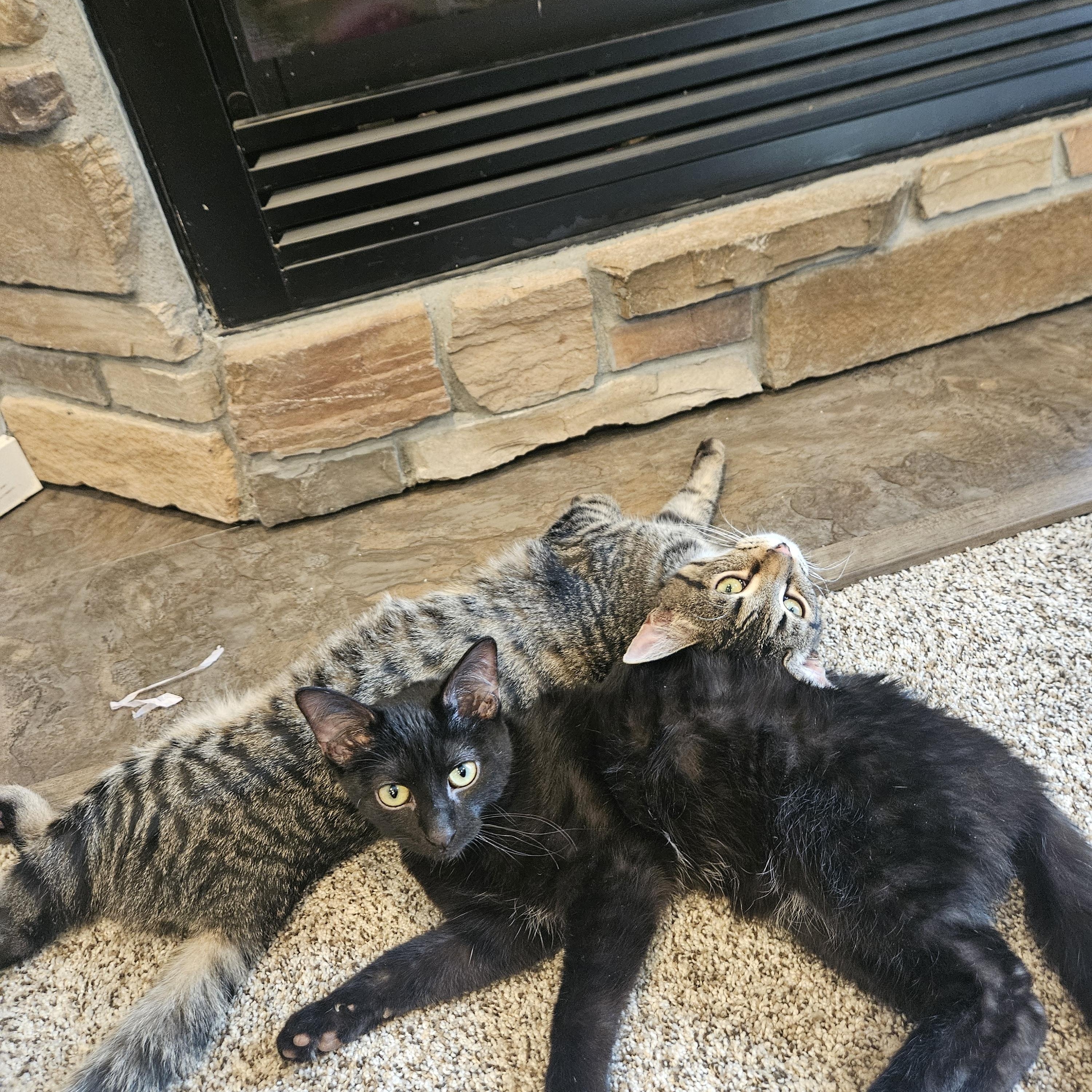 Enlarge Sebastian and Olivia, a ADOPTABLE Tabby in Saint Francis, MN image 1/5