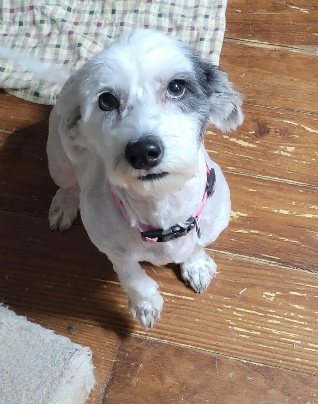 Westie, ADOPTABLE, Adult Female West Highland White Terrier / Westie.