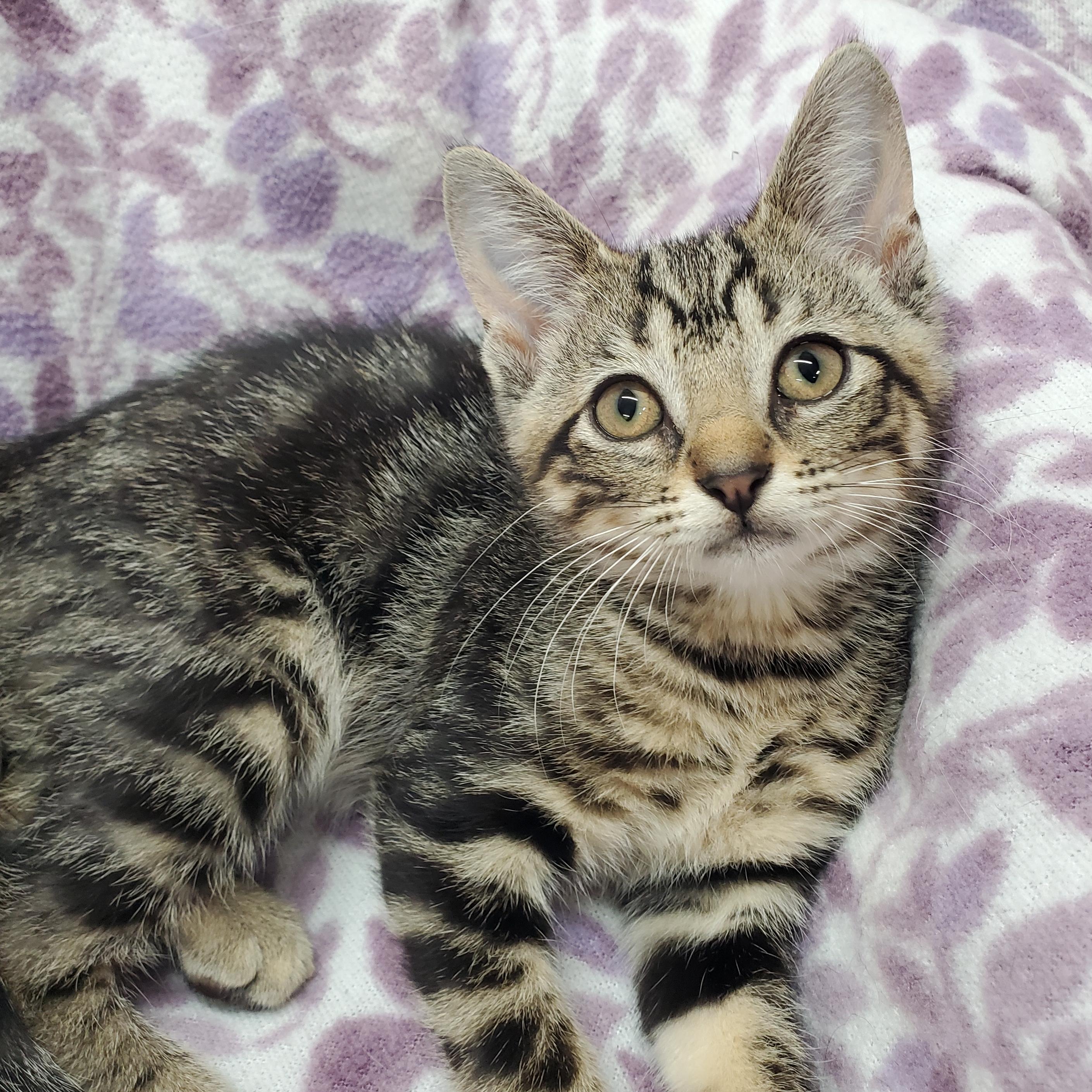 Enlarge Rune, a Adopted Domestic Short Hair in Marseilles, IL image 1/2