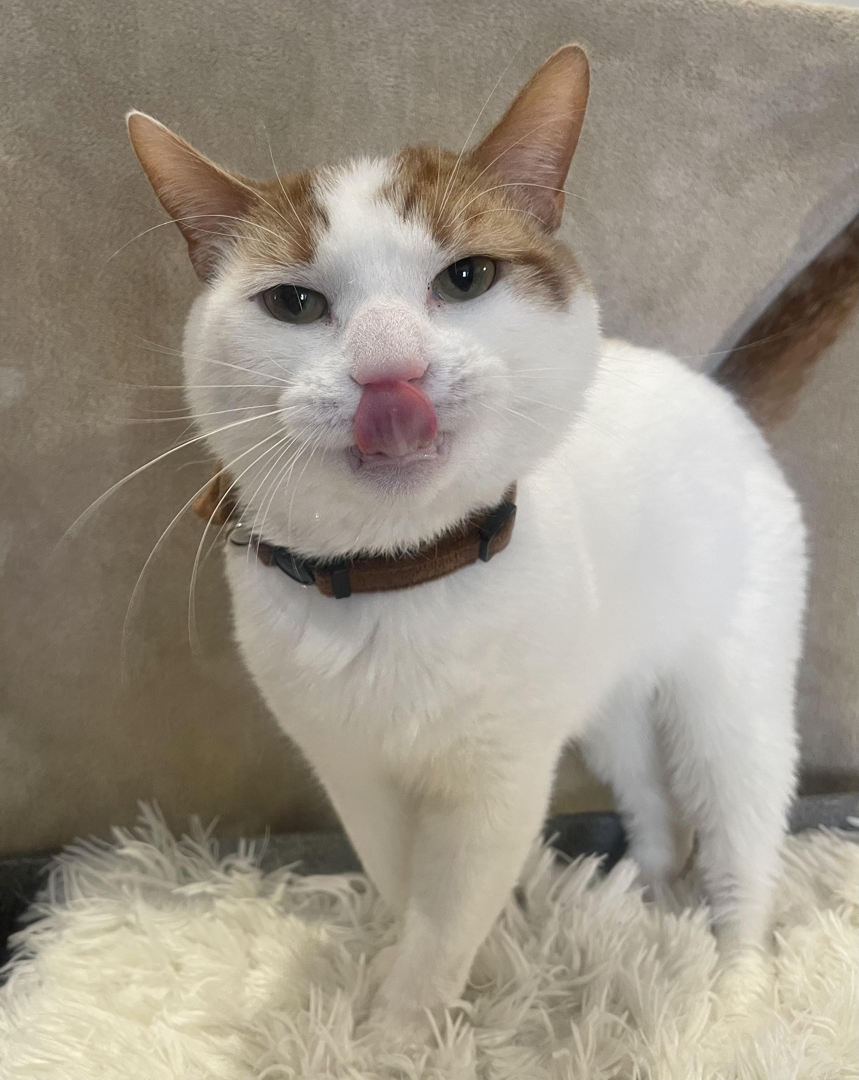 Enlarge Christmas, a ADOPTABLE Domestic Short Hair in Bayside, NY image 5/6