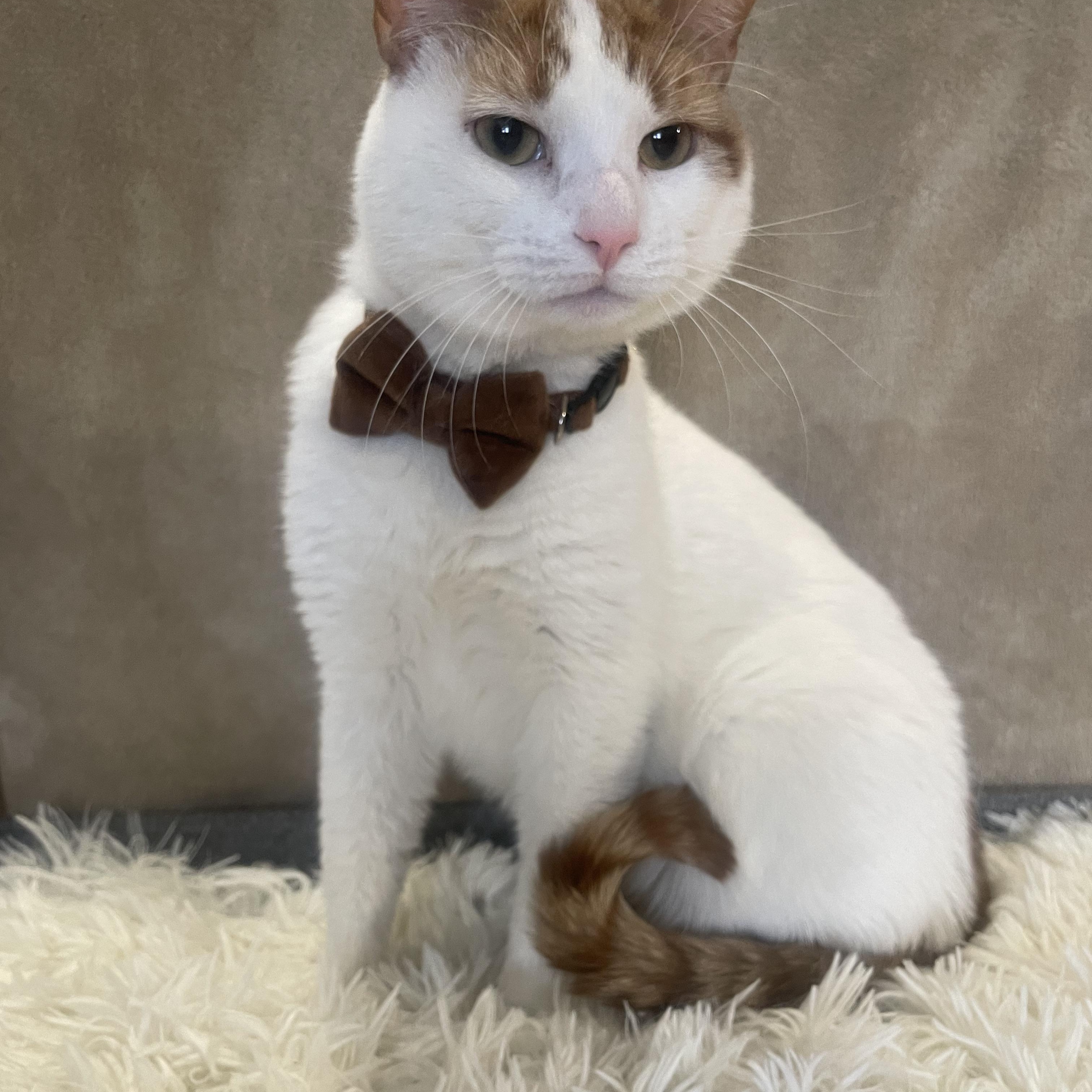 Enlarge Christmas, a ADOPTABLE Domestic Short Hair in Bayside, NY image 1/6