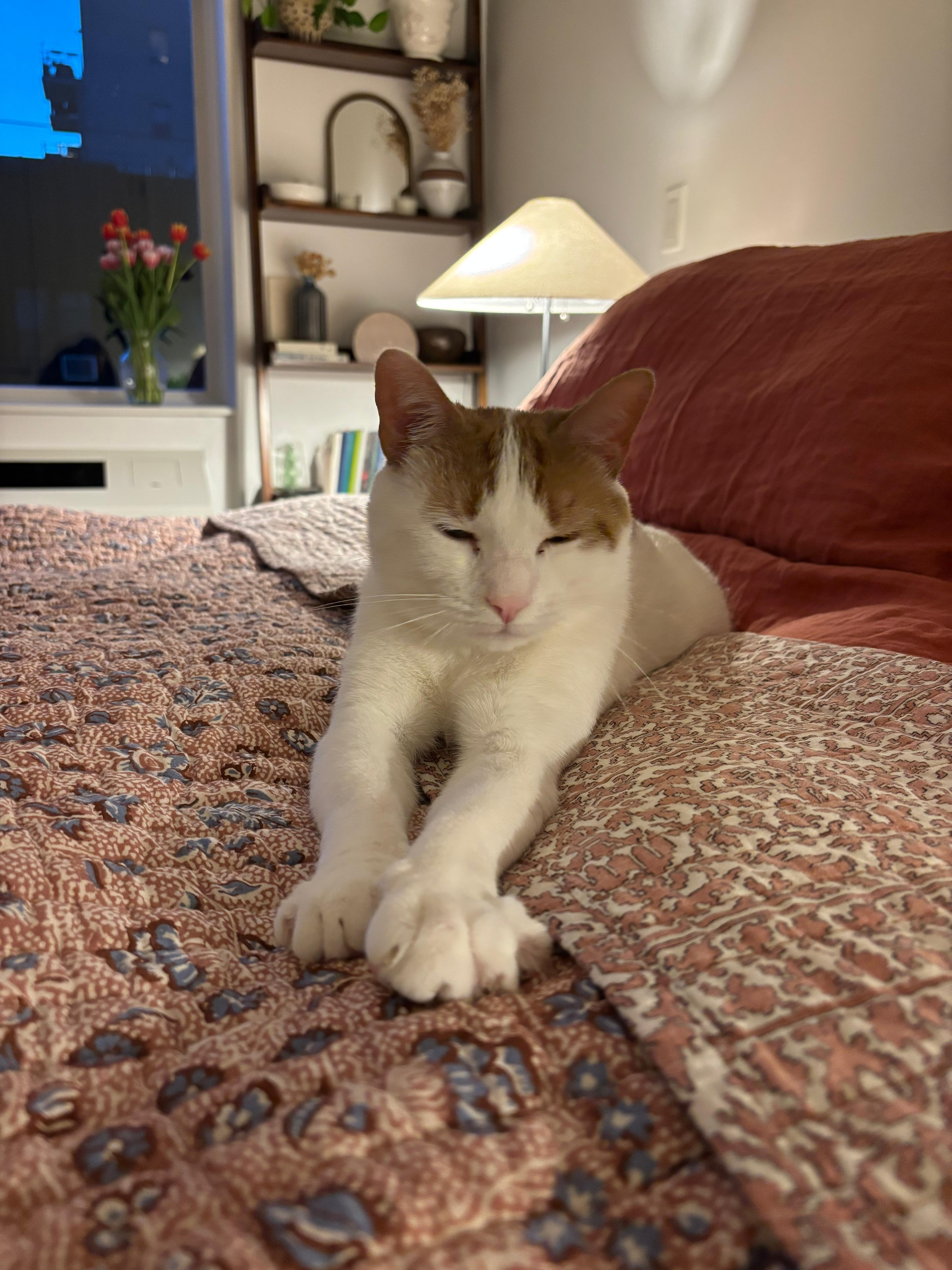 Christmas, a ADOPTABLE Domestic Short Hair in Bayside, NY image 6/6