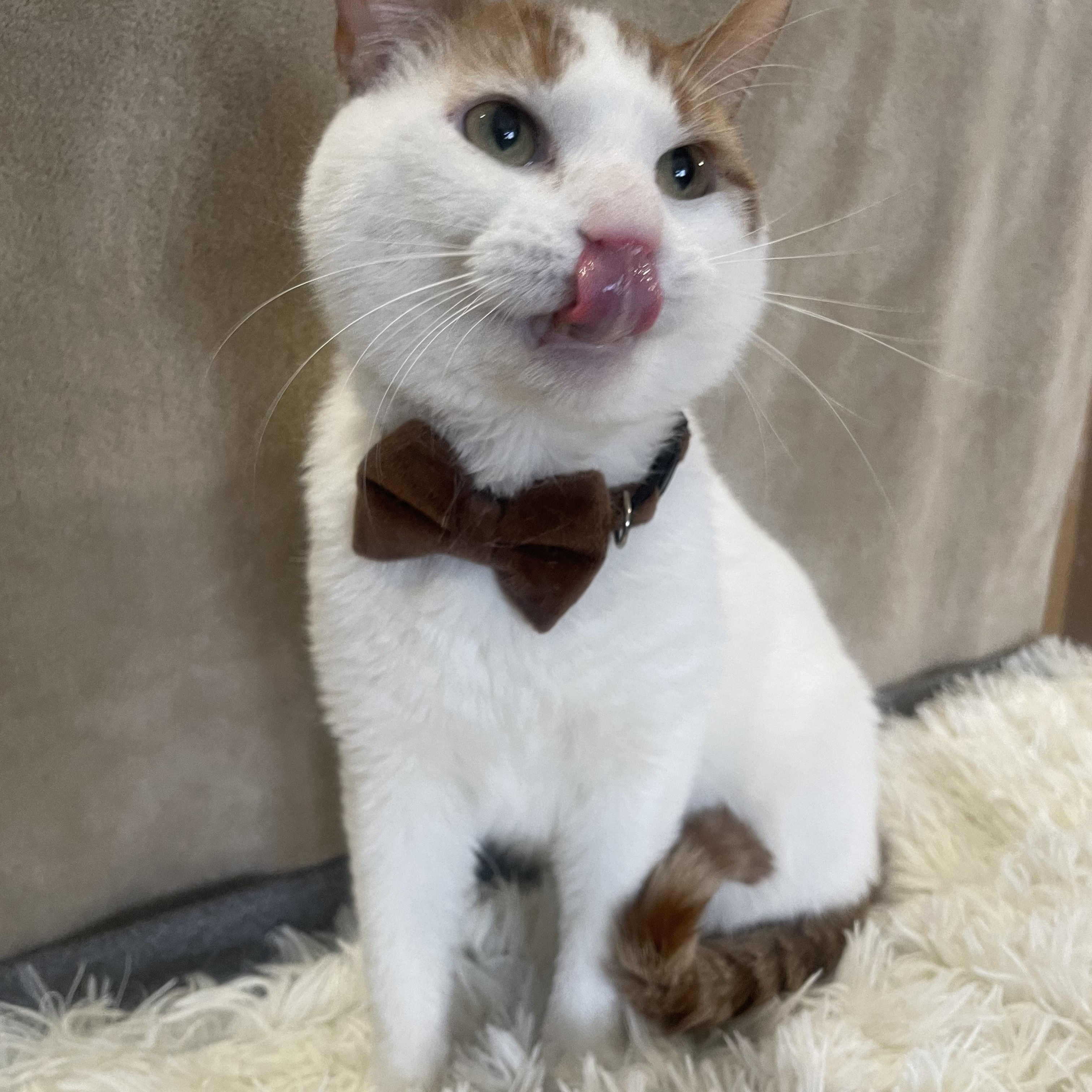 Enlarge Christmas, a ADOPTABLE Domestic Short Hair in Bayside, NY image 3/6