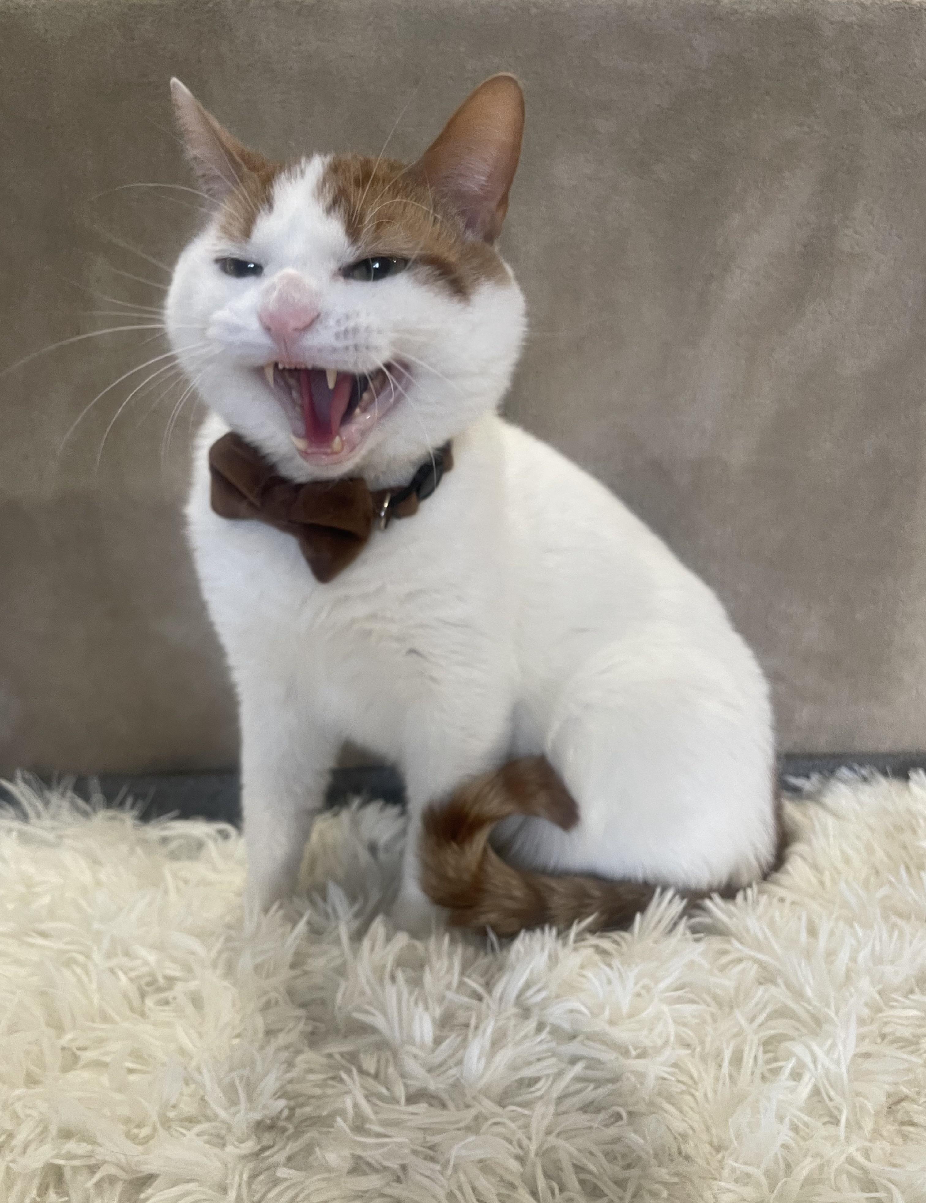 Enlarge Christmas, a ADOPTABLE Domestic Short Hair in Bayside, NY image 4/6