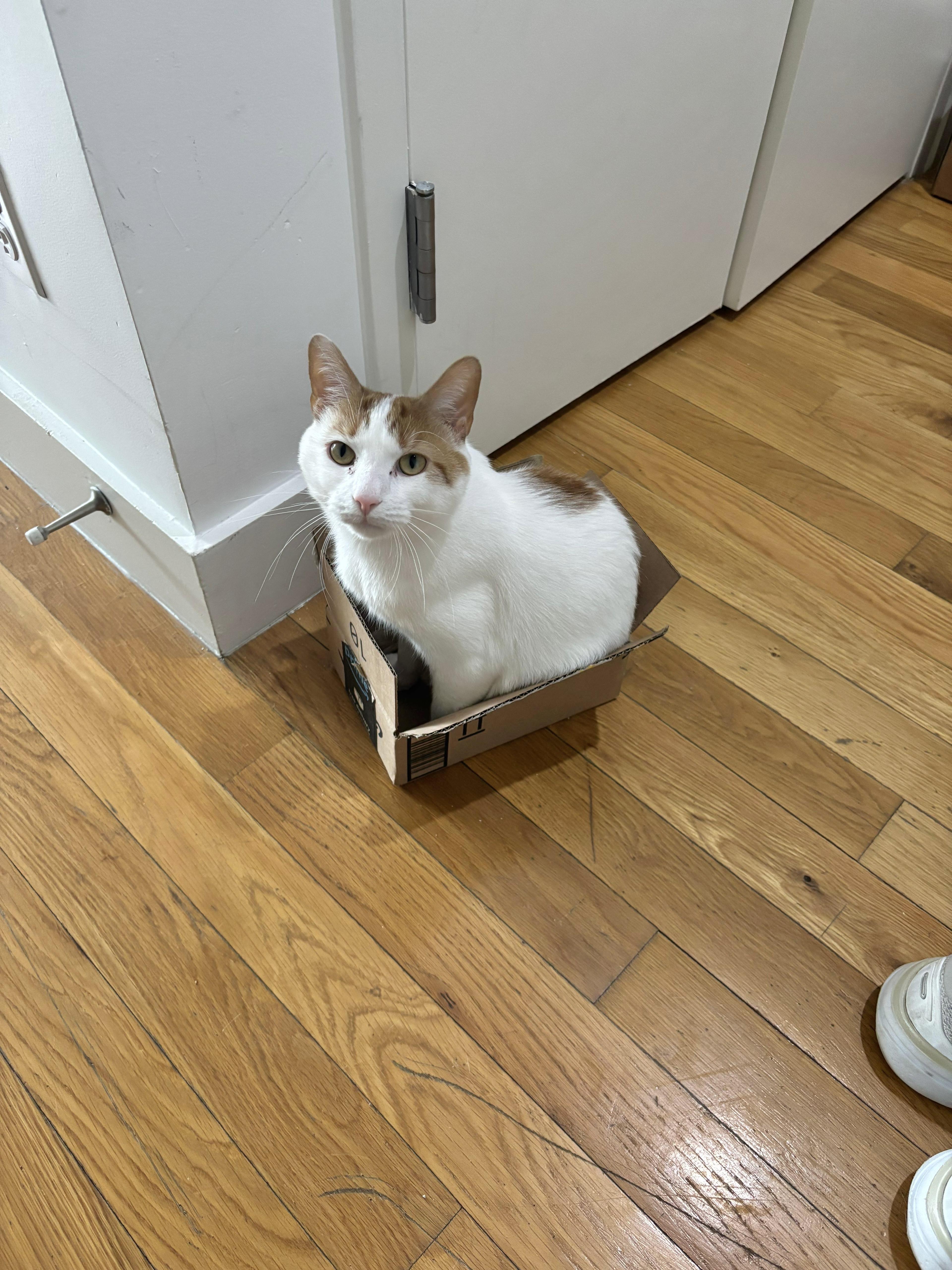 Christmas, a ADOPTABLE Domestic Short Hair in Bayside, NY image 5/6