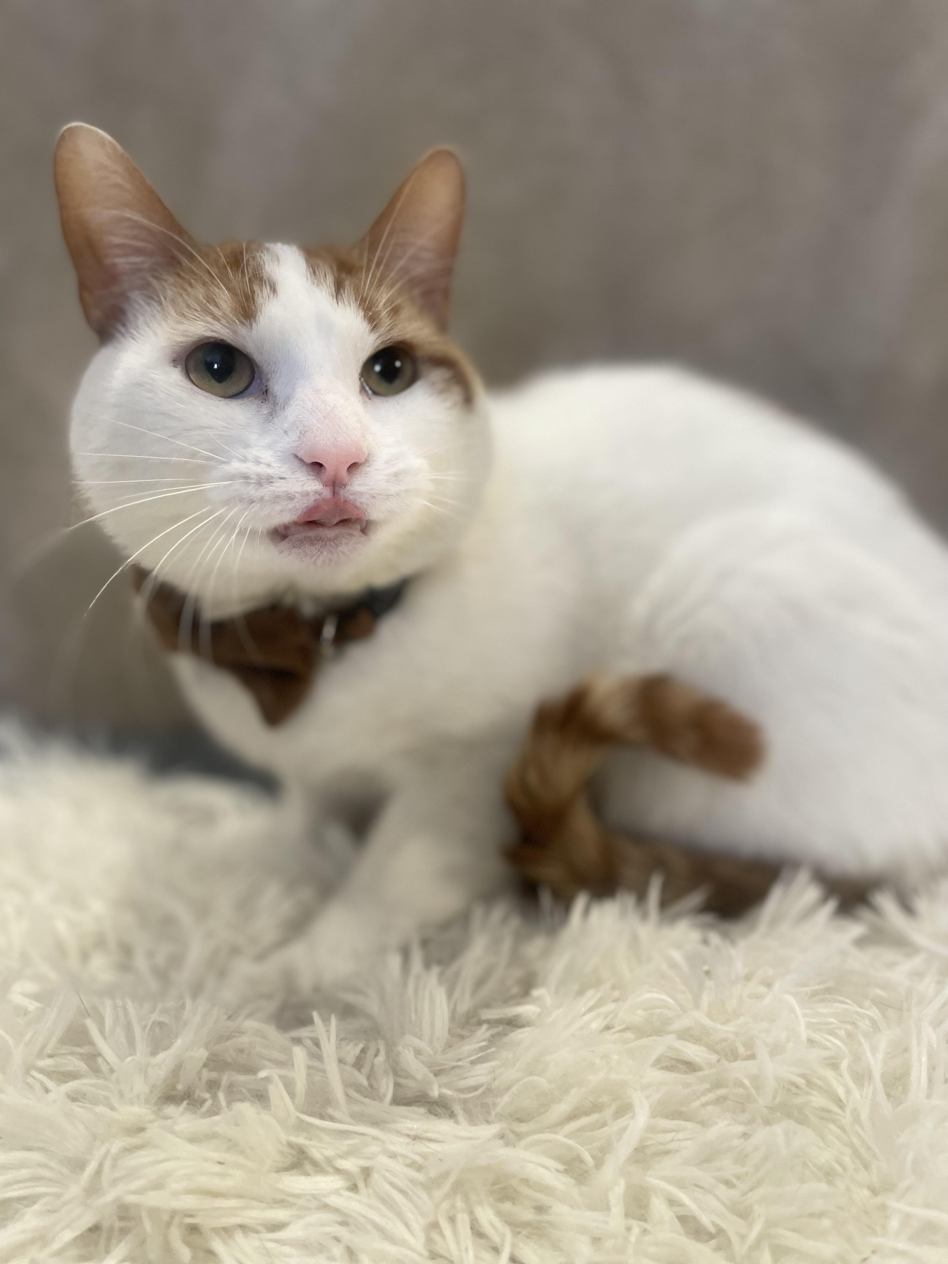 Enlarge Christmas, a ADOPTABLE Domestic Short Hair in Bayside, NY image 2/6