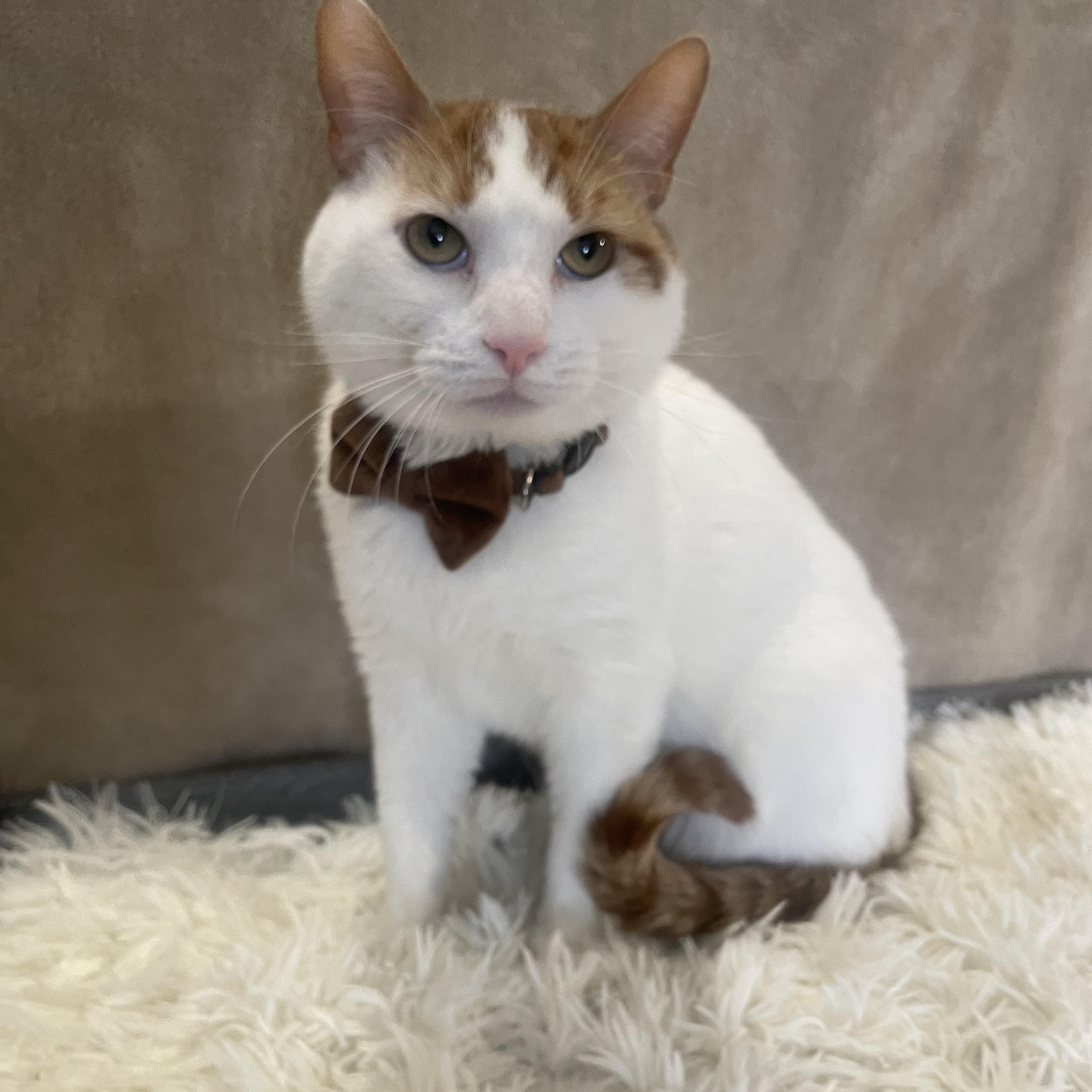 Enlarge Christmas, a ADOPTABLE Domestic Short Hair in Bayside, NY image 6/6