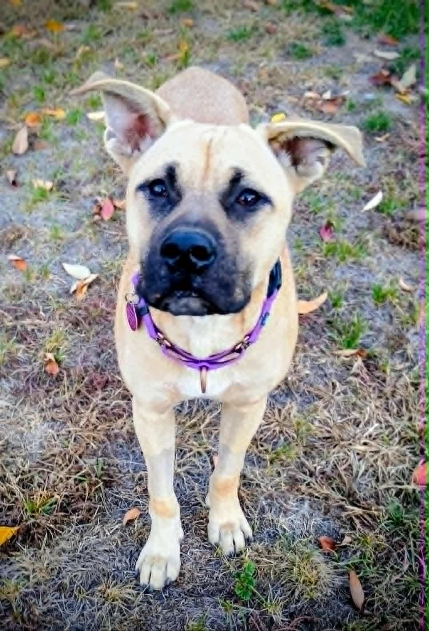 NUGGET, Adoptable, Young Male Boxer & Shepherd.