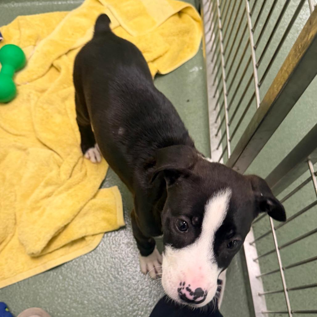 Eleanor, Adoptable, Puppy Female Mixed Breed.