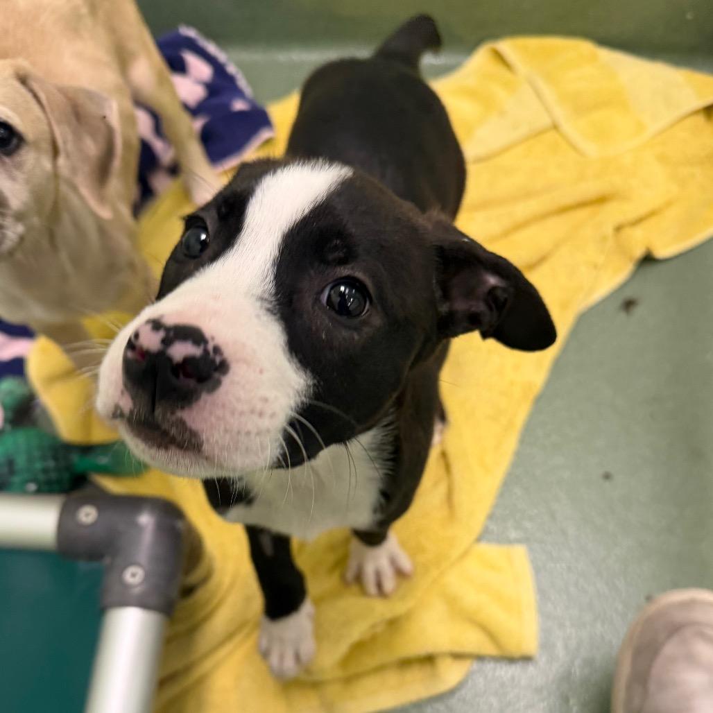 Enlarge Eleanor, a Adoptable Mixed Breed in West Palm Beach, FL image 2/2