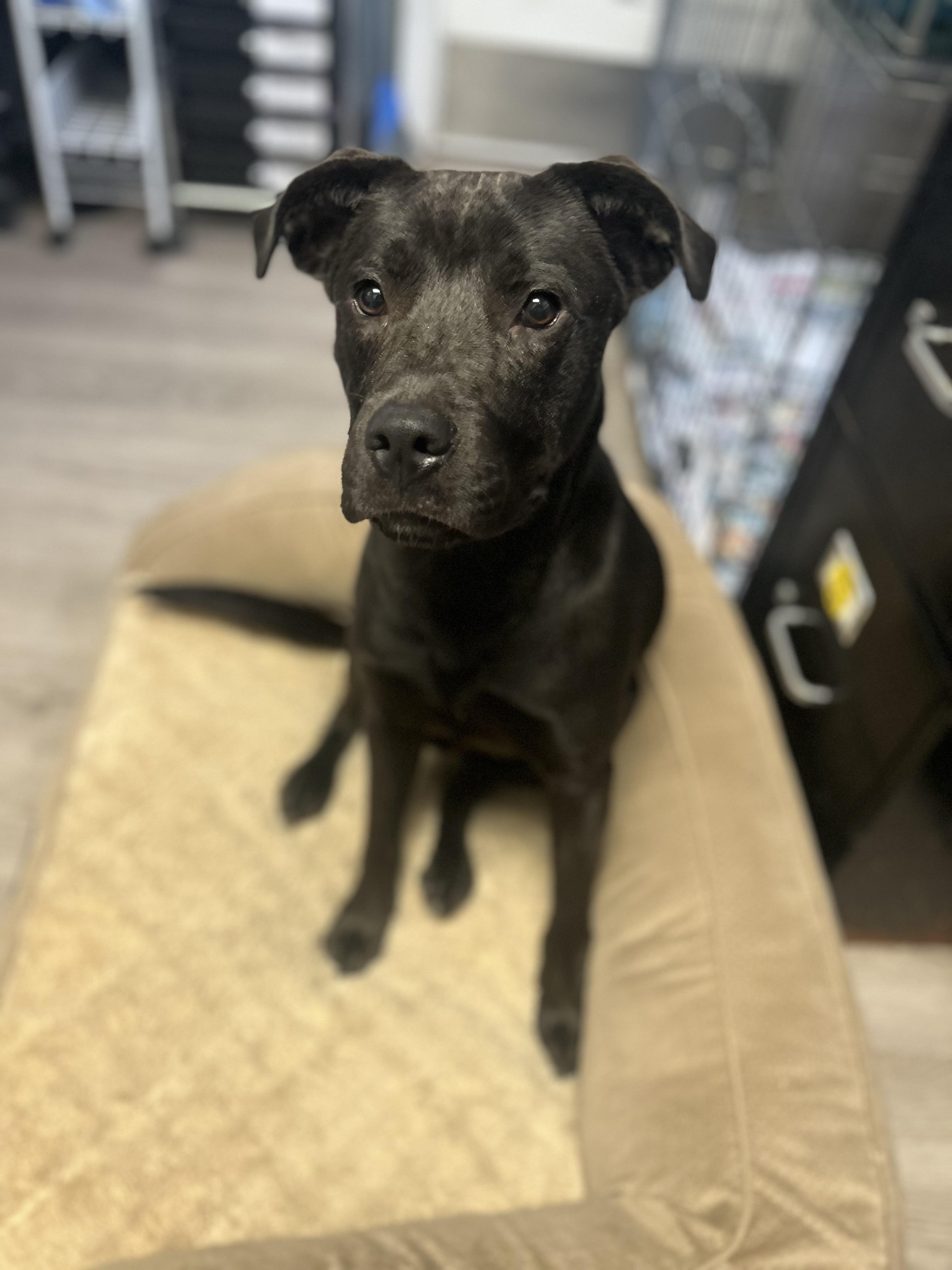 Caviar, Adoptable, Young Female Mixed Breed.