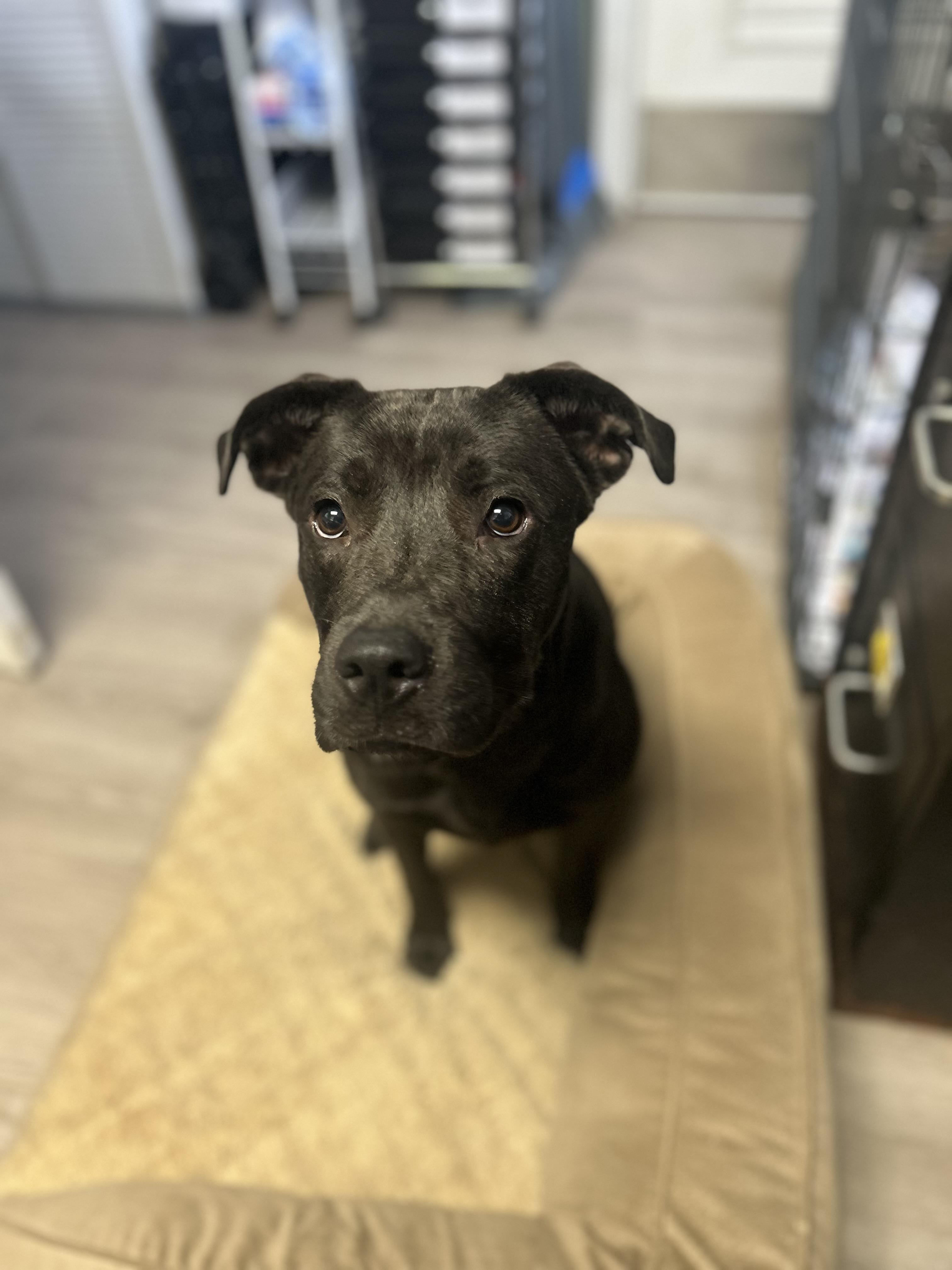 Enlarge Caviar, a Adoptable Mixed Breed in Georgetown, SC image 2/3