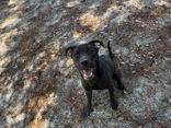Caviar, a Adoptable Mixed Breed in Georgetown, SC image 2/4
