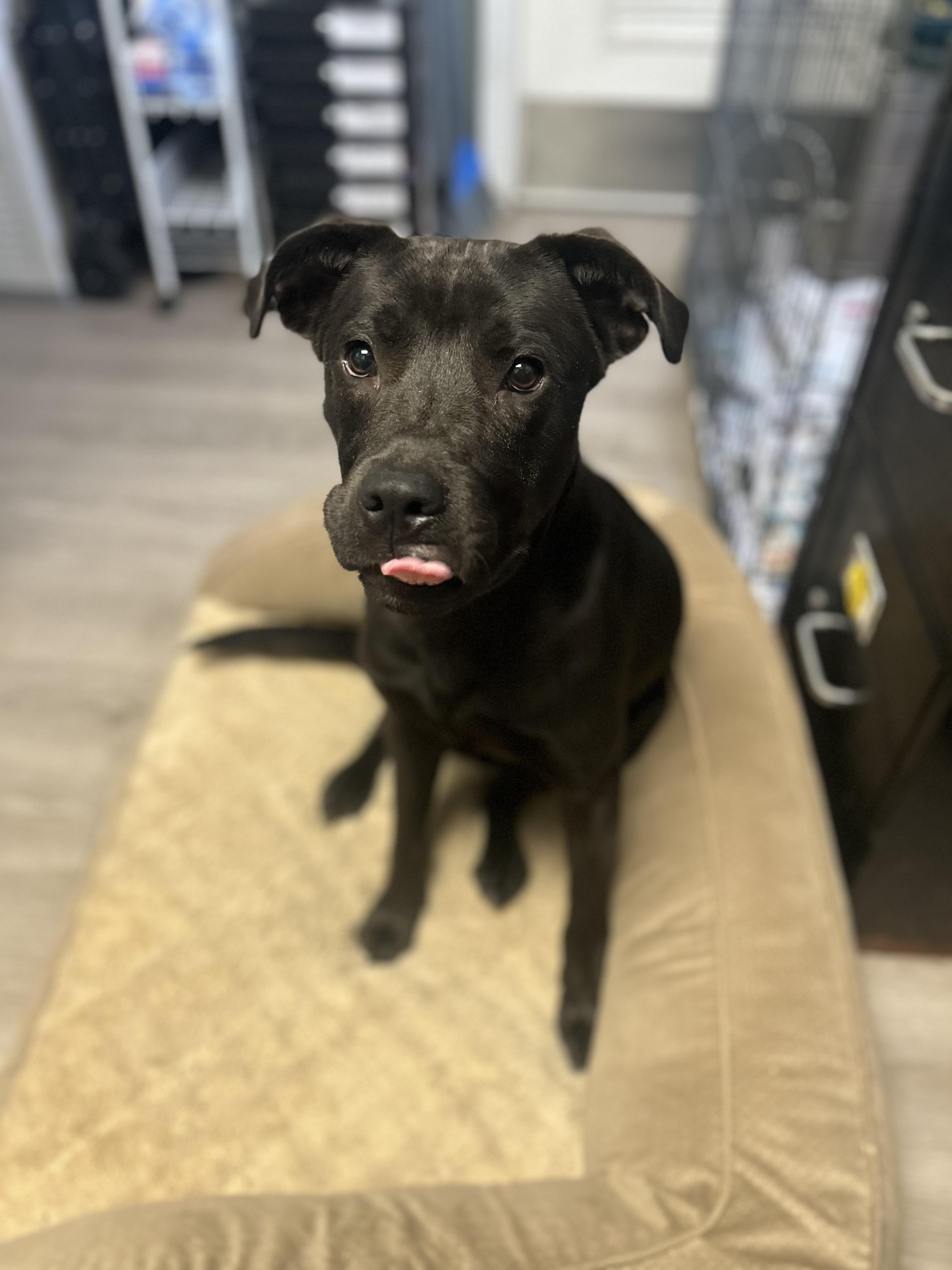 Enlarge Caviar, a Adoptable Mixed Breed in Georgetown, SC image 3/3