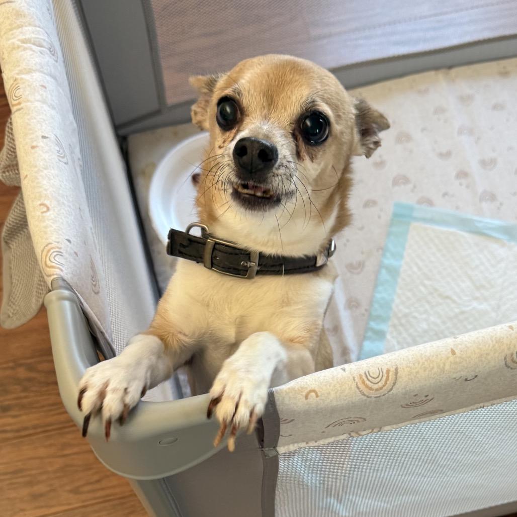 Poncho, Adoptable, Adult Male Chihuahua.
