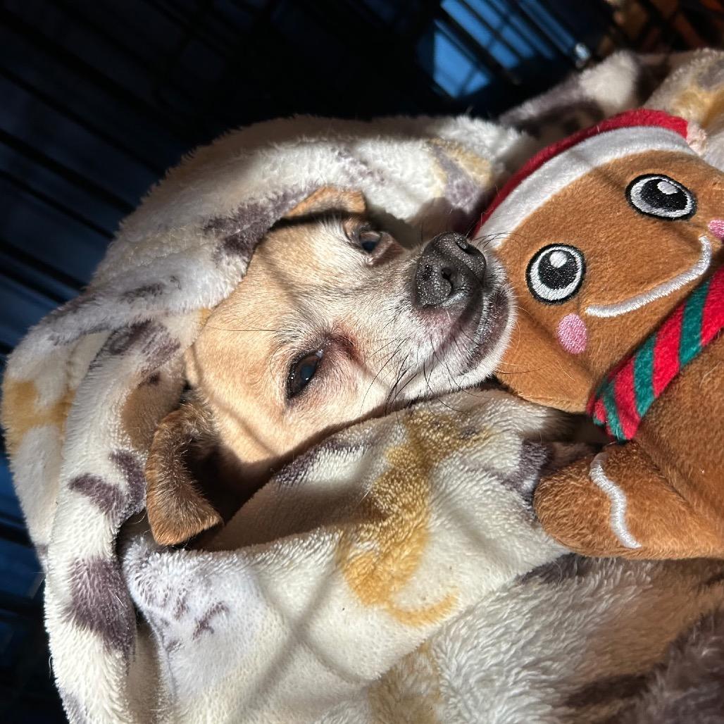 Poncho, a Adoptable Chihuahua in Mocksville, NC image 2/6