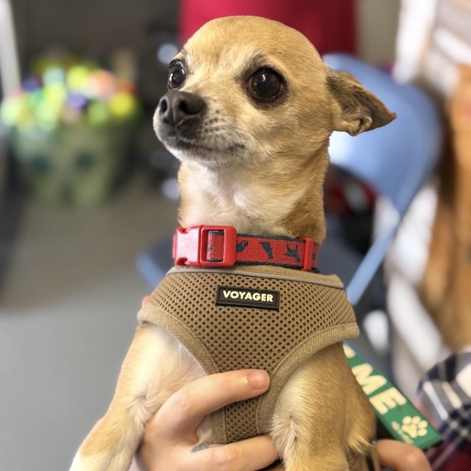 Poncho, a Adoptable Chihuahua in Mocksville, NC image 3/6
