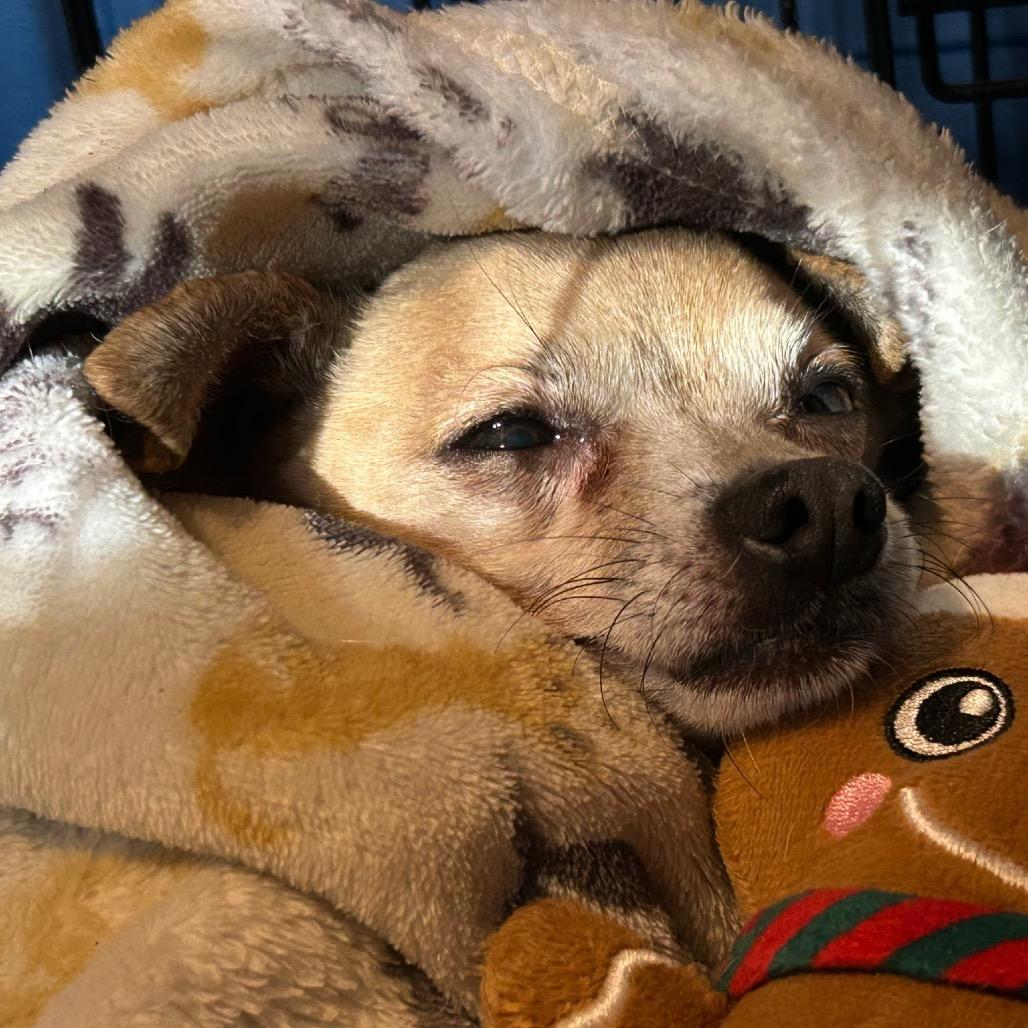 Poncho, a Adoptable Chihuahua in Mocksville, NC image 3/6